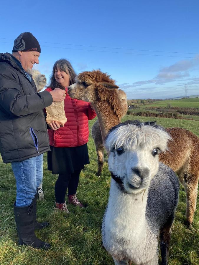 Unique Stay On An Alpaca Therapy Farm With Miniature Donkeys North Wales Mold Dış mekan fotoğraf