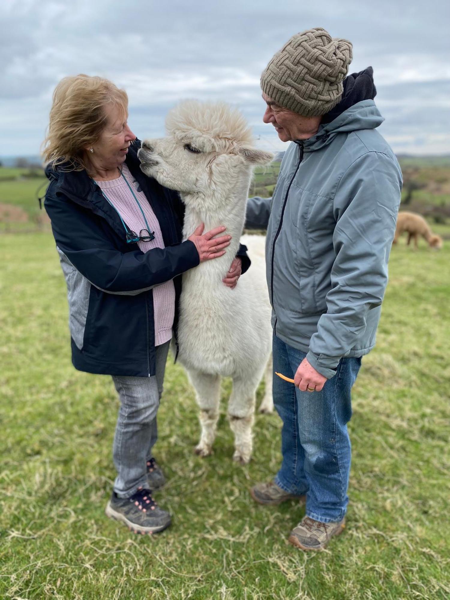 Unique Stay On An Alpaca Therapy Farm With Miniature Donkeys North Wales Mold Dış mekan fotoğraf