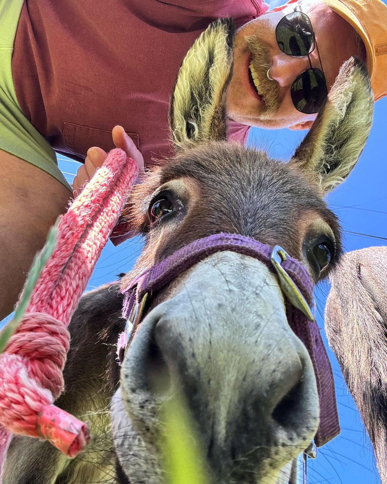 Unique Stay On An Alpaca Therapy Farm With Miniature Donkeys North Wales Mold Dış mekan fotoğraf