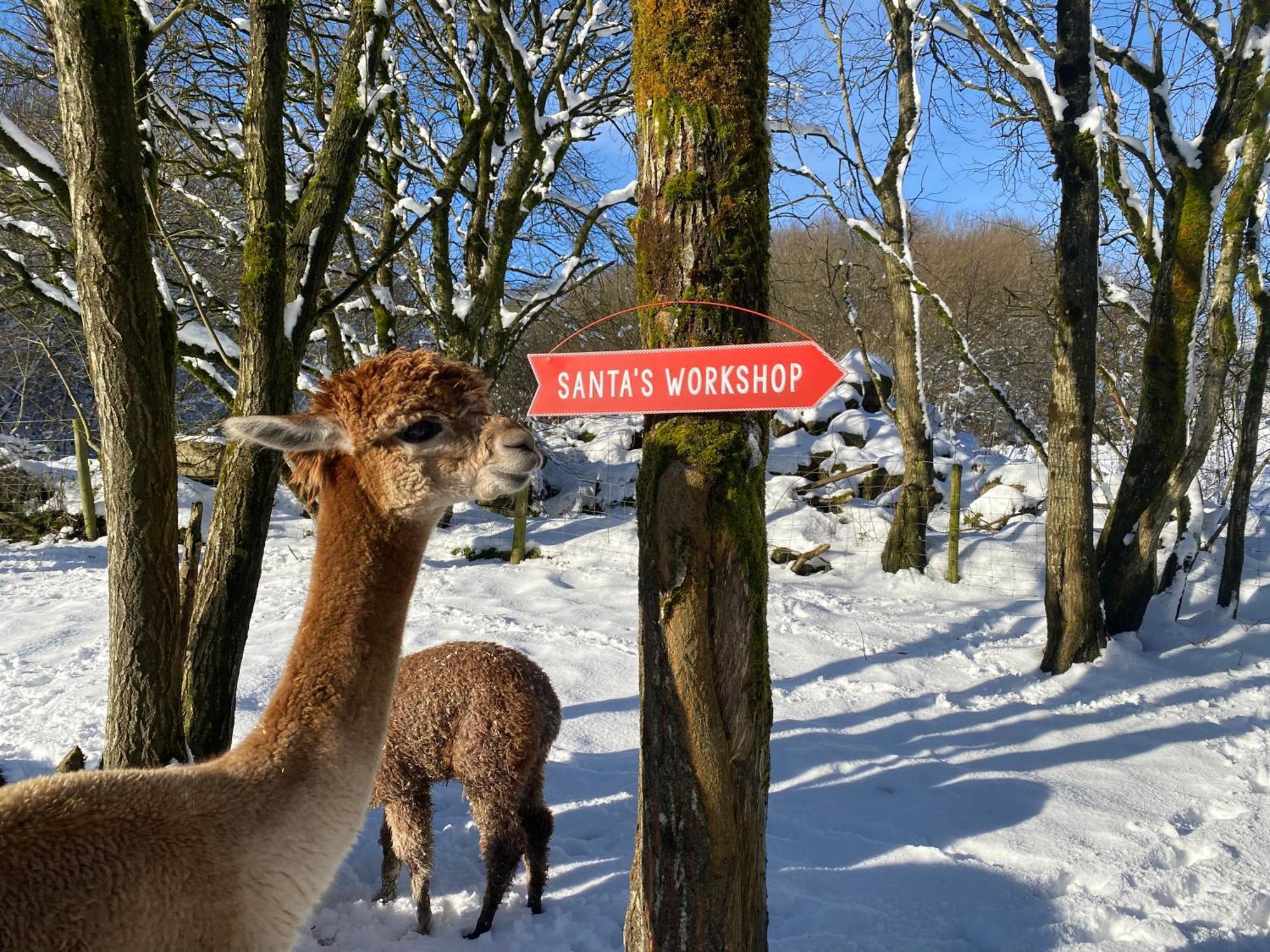 Unique Stay On An Alpaca Therapy Farm With Miniature Donkeys North Wales Mold Dış mekan fotoğraf